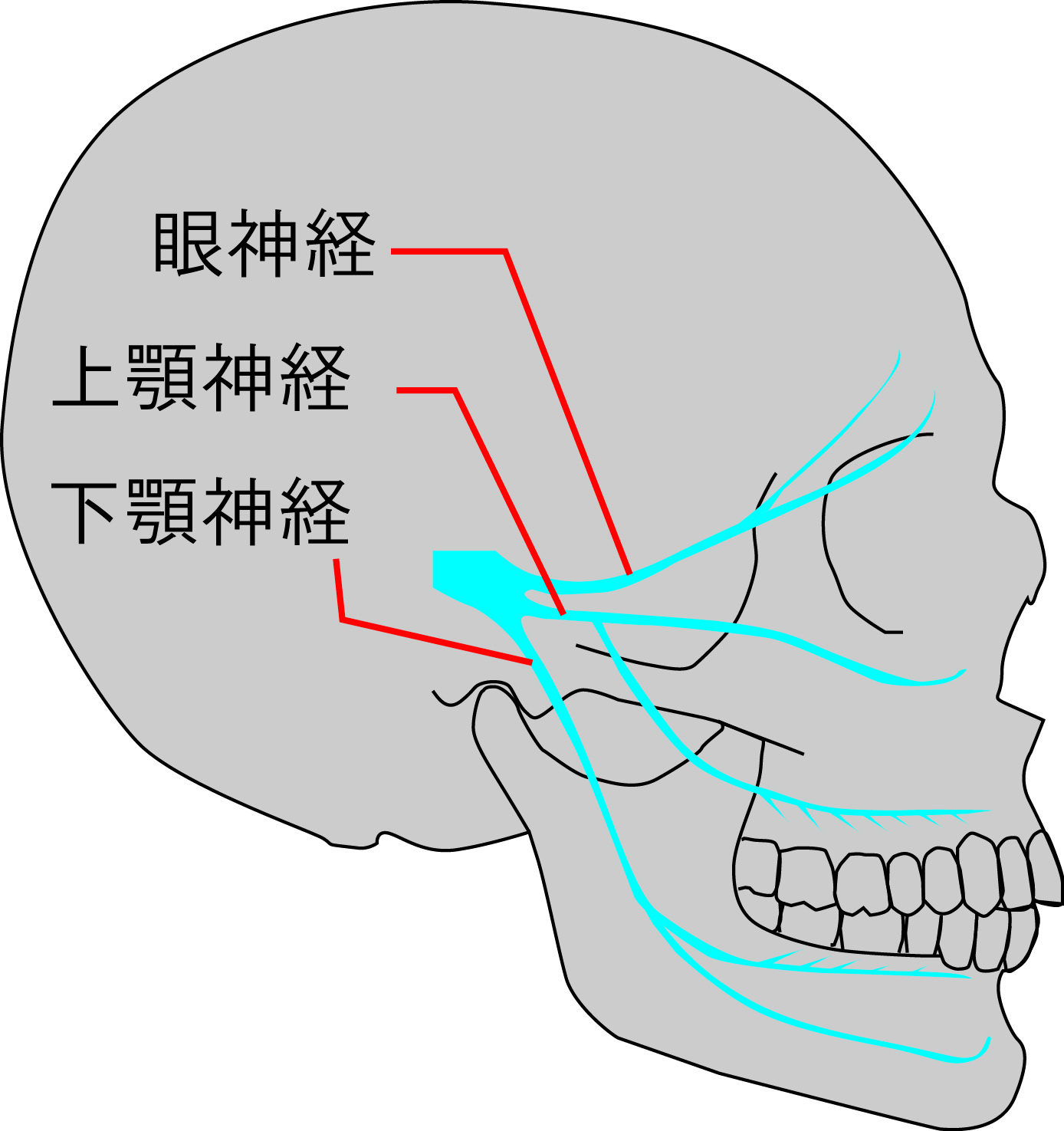 三叉神経の走行1