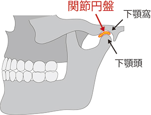 図1　顎関節部の構造．